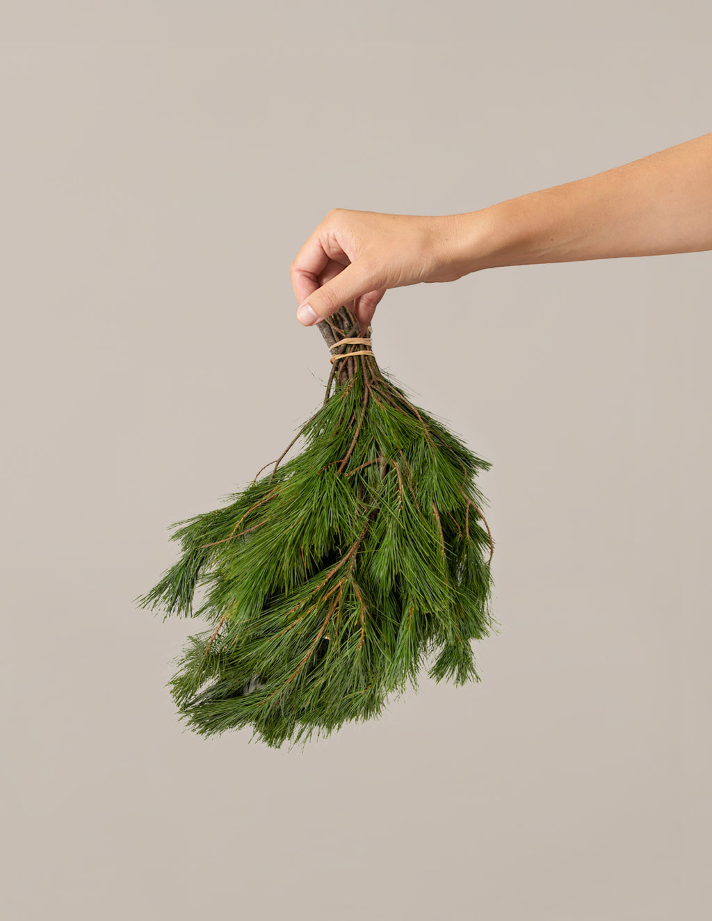 bundle | White Pine