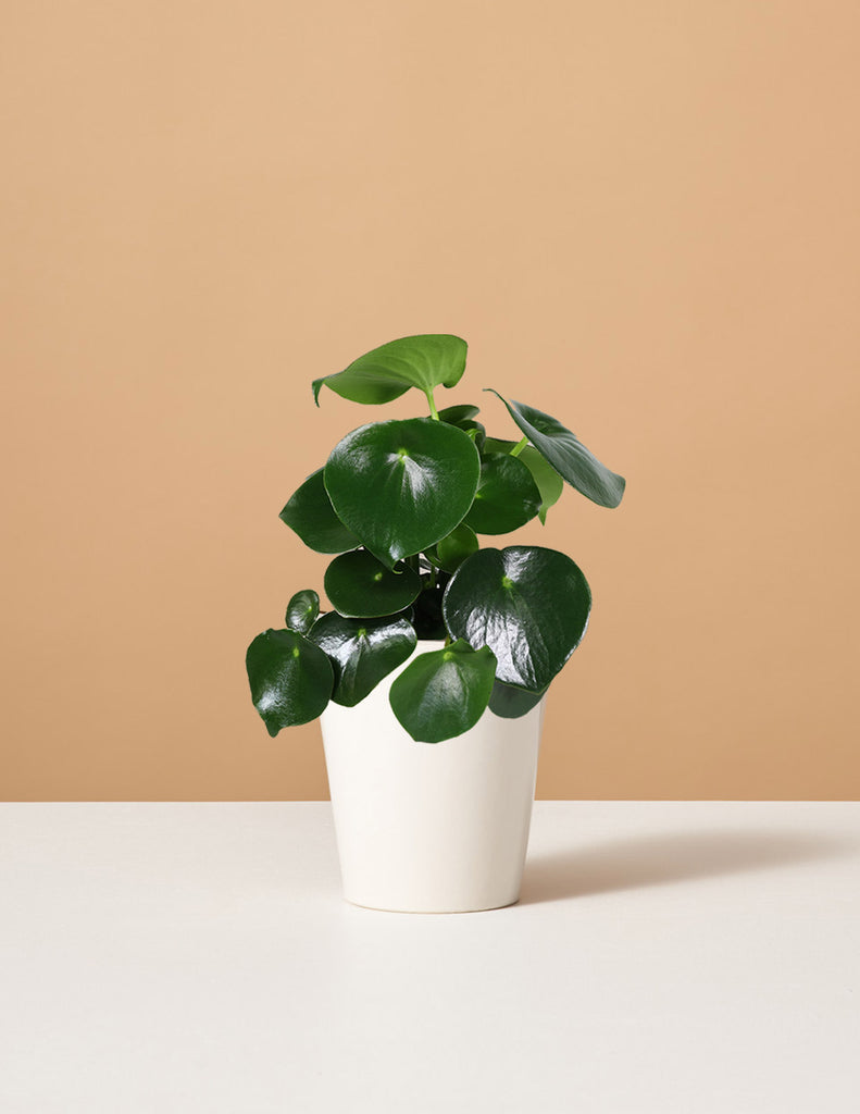 How to care for a Peperomia Raindrop
