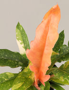Double Philodendron Ring of Fire