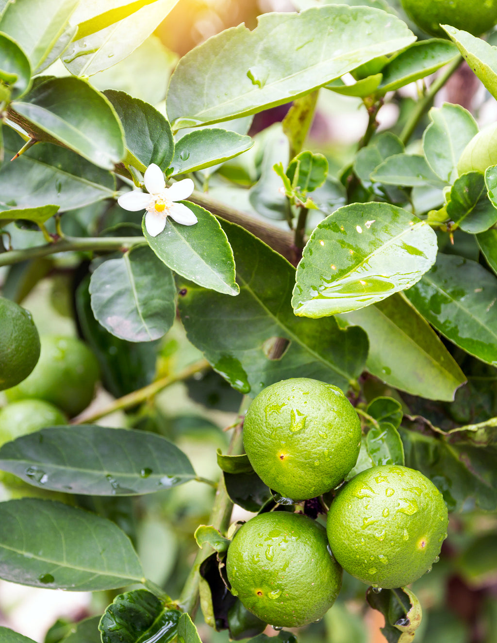 Persian 'Bearss' Lime Tree
