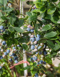 Bluecrop Blueberry