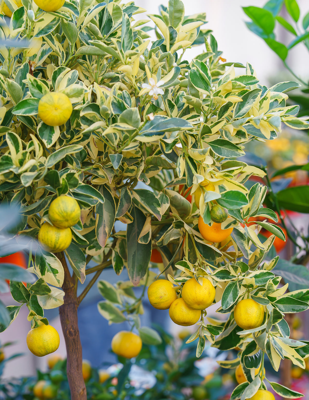 Pink Variegated Eureka Lemon Bush