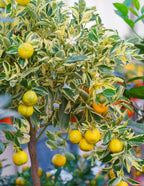 Pink Variegated Eureka Lemon Bush