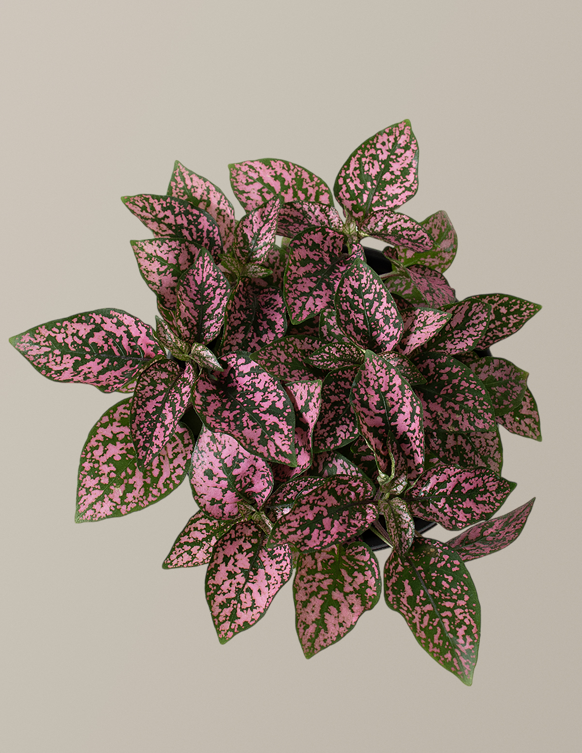 files/TheSill_Pink-Polka-Dot-Plant_Gallery.png