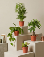 Urban Jungle Party Pack, 30