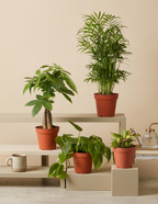 Urban Jungle Party Pack, 30