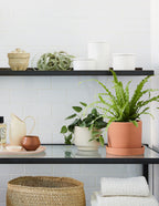 Philodendron Silver