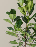 Jackfruit Tree