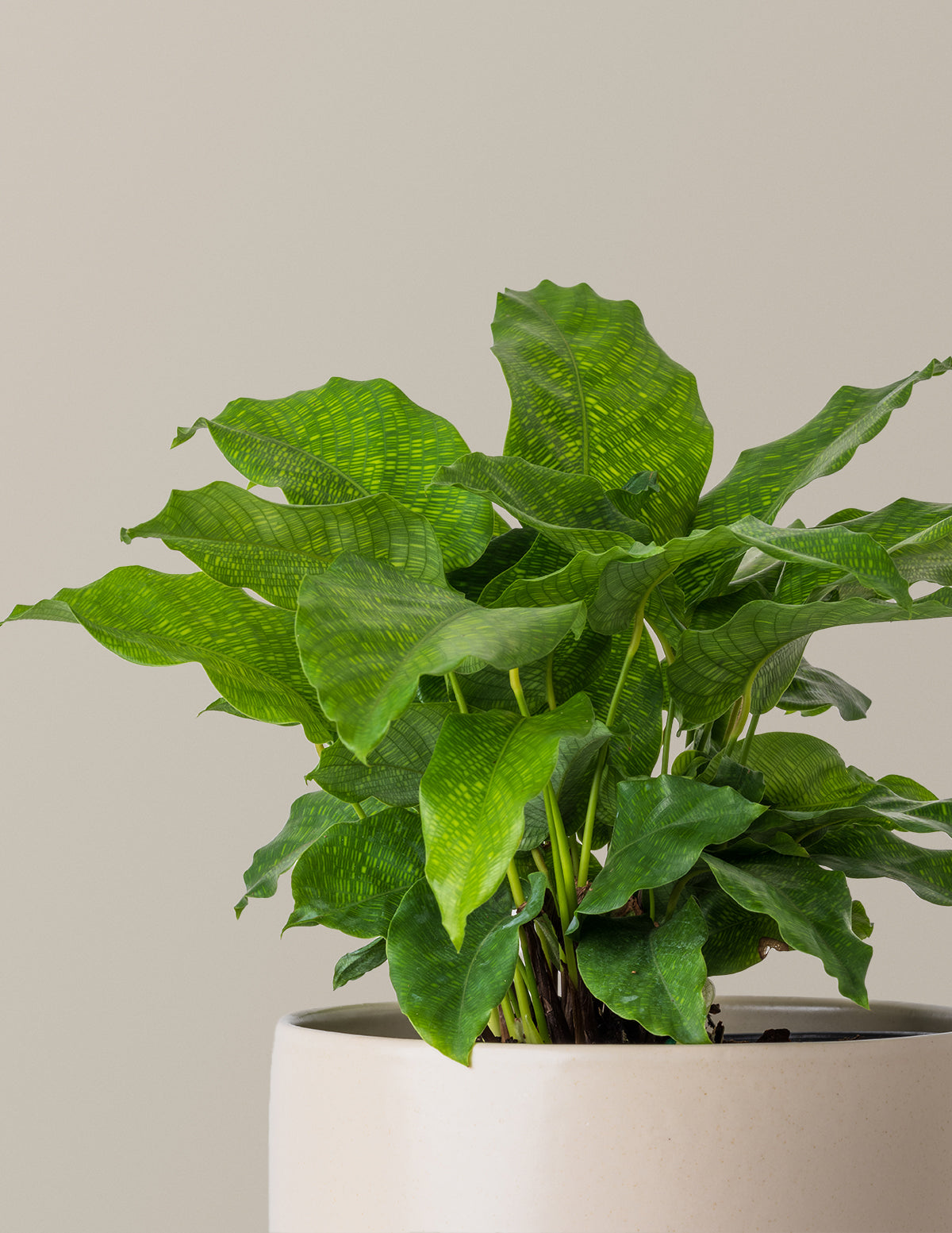 files/The_Sill_Medium_Calathea_Network_Gallery2.jpg