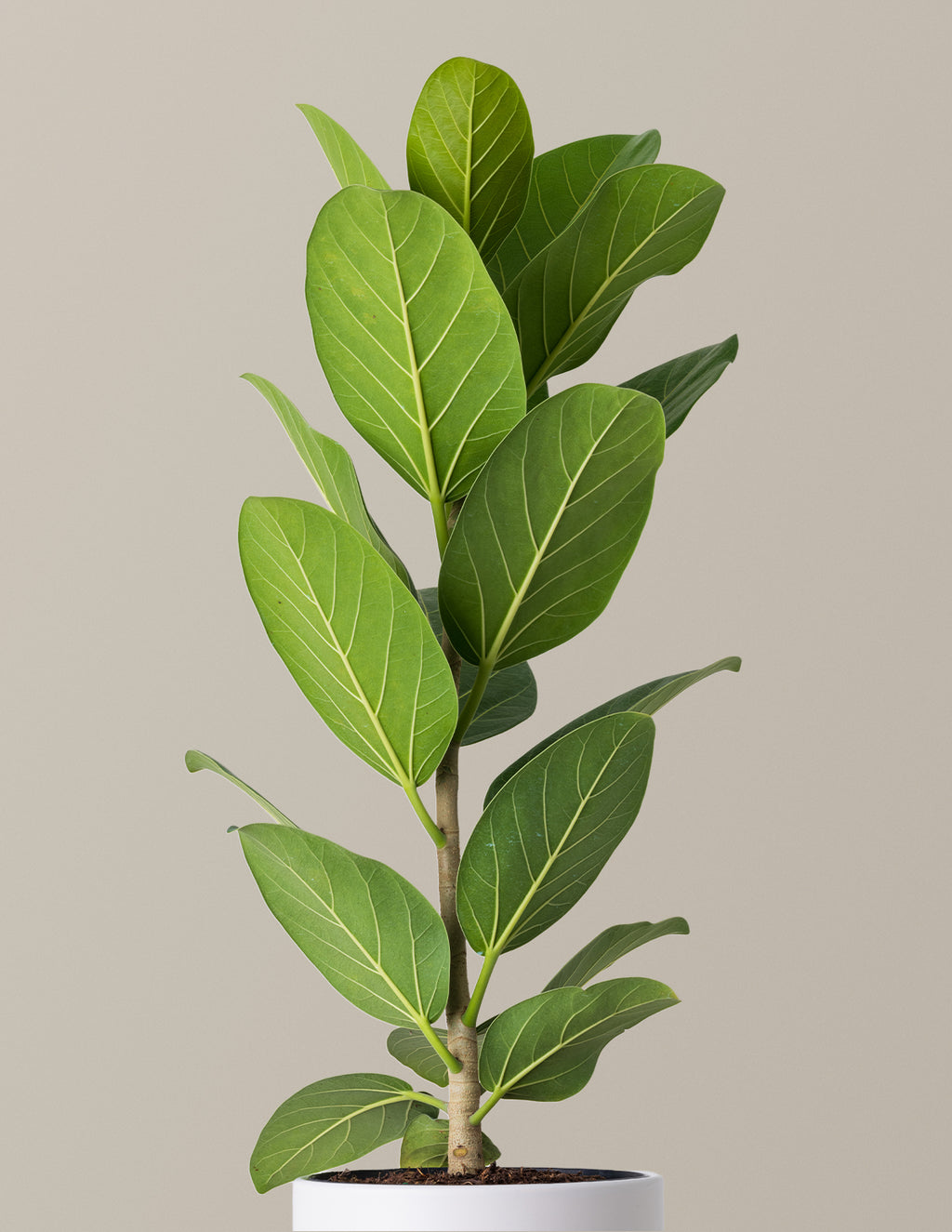 Ficus Audrey Bush