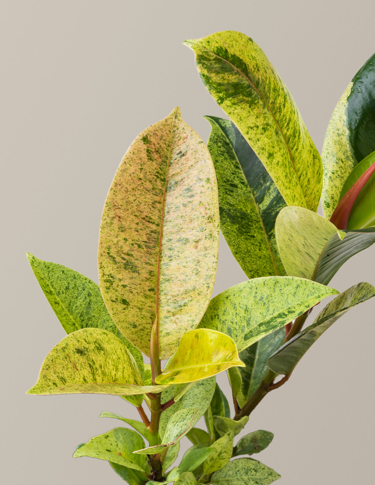 files/The_Sill_Medium_Ficus_Shivereana_Medium_Gallery.jpg