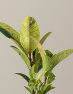 Ficus Shivereana