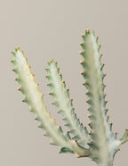 Euphorbia White Ghost