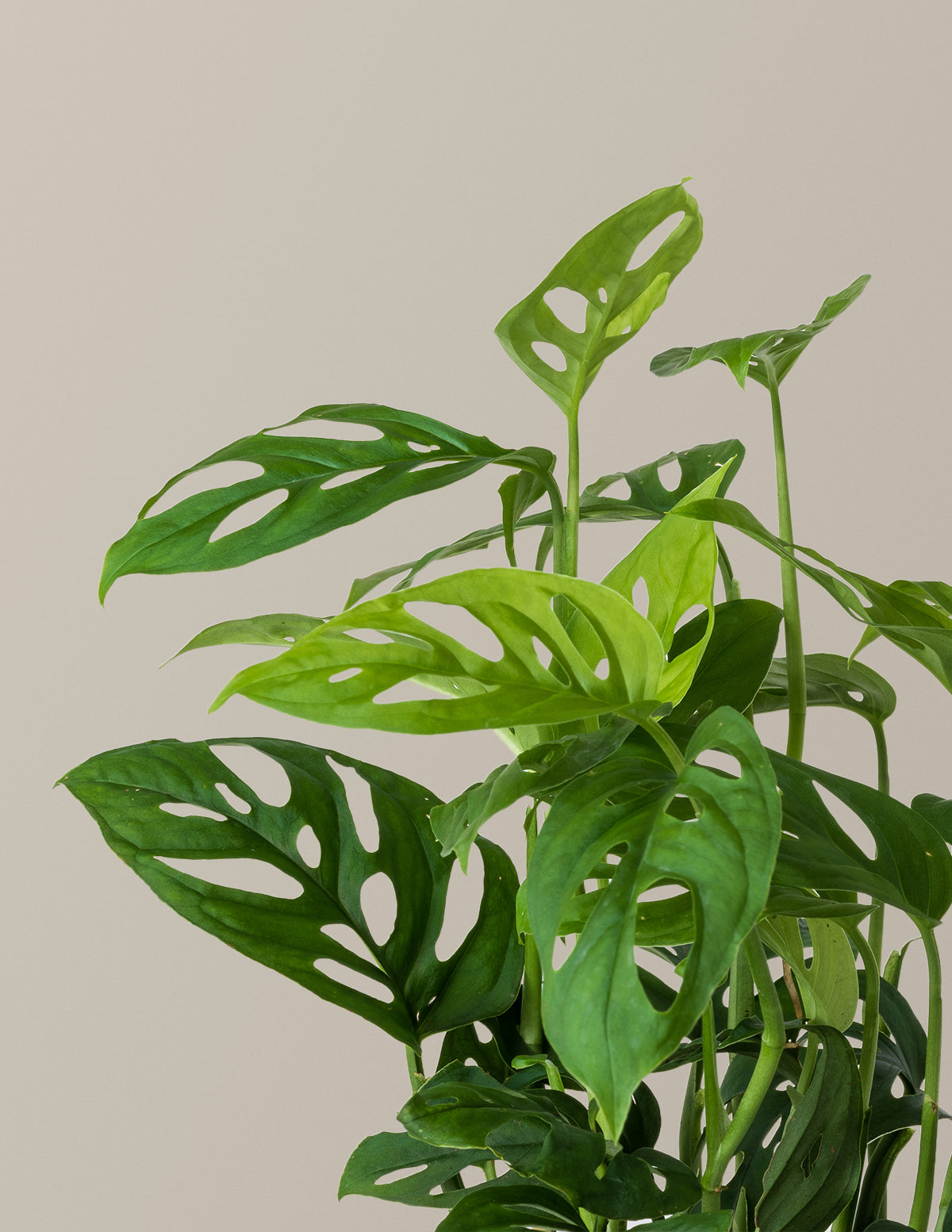Monstera Esqueleto