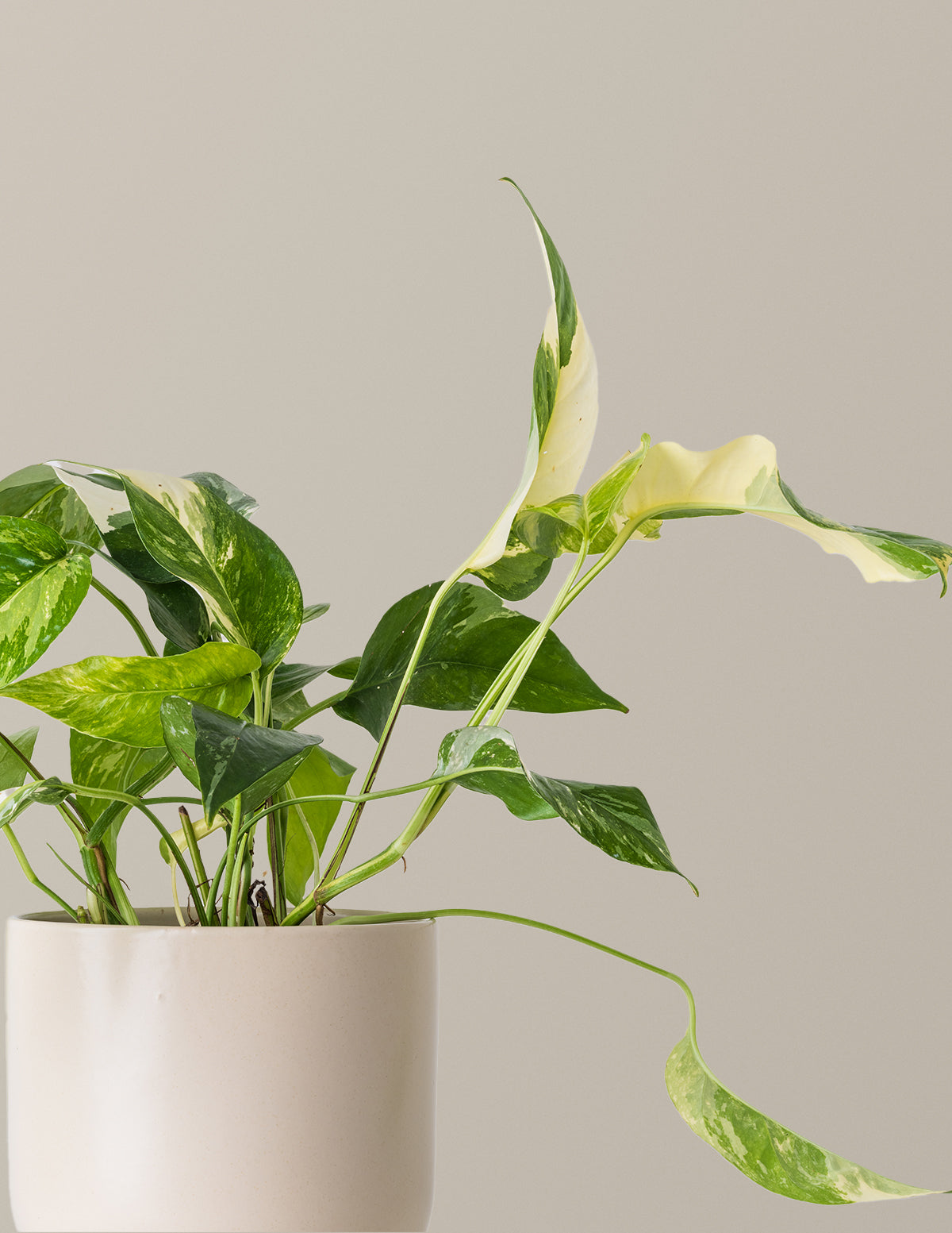 files/The_Sill_Medium_Philodendron_Albo_Gallery.jpg