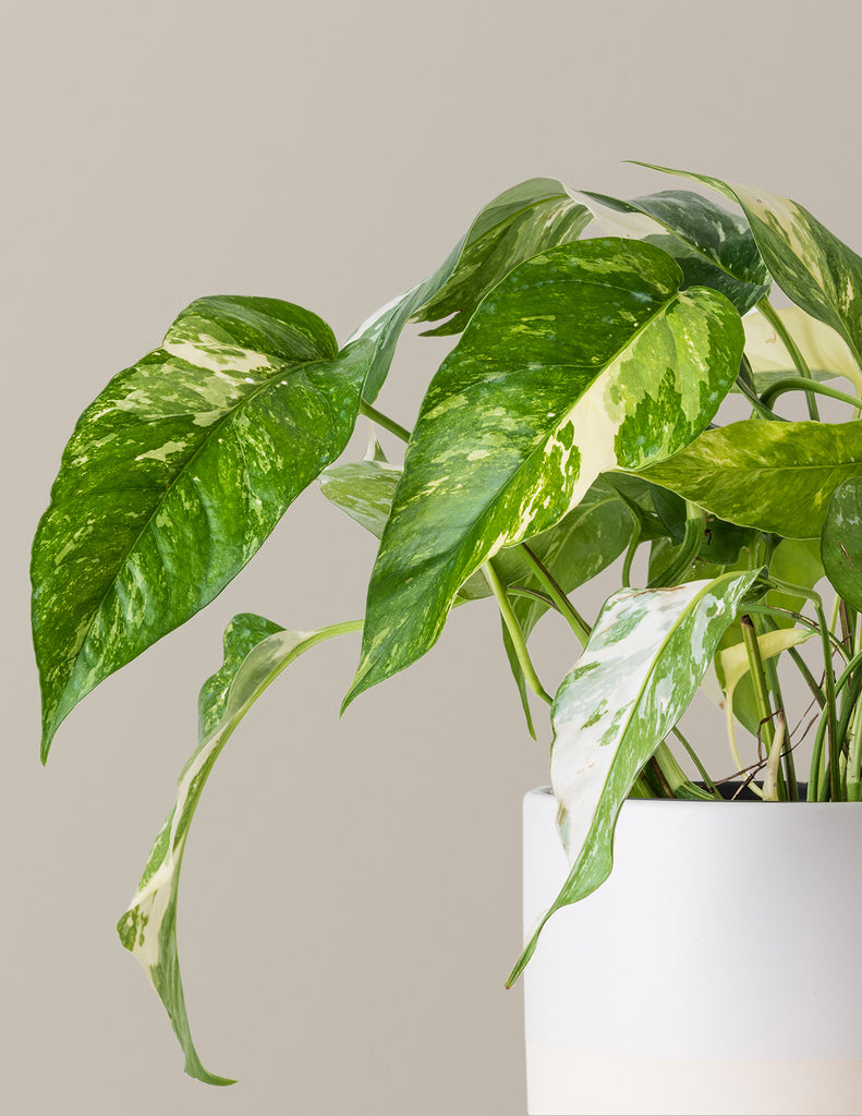 How to care for a Pothos Albo