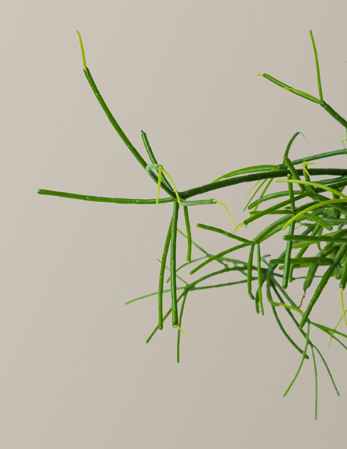 files/The_Sill_MistletoeCactus_Gallery_3.jpg