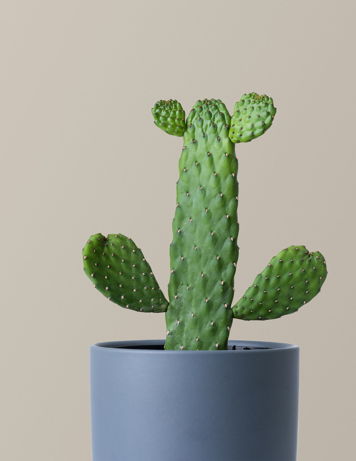 files/The_Sill_Shoot_PricklyPear_Gallery_2.jpg