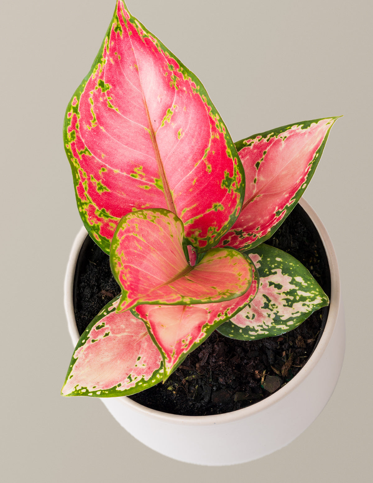 files/The_Sill_Small_Aglaonema_Beauty_Gallery6_1.jpg