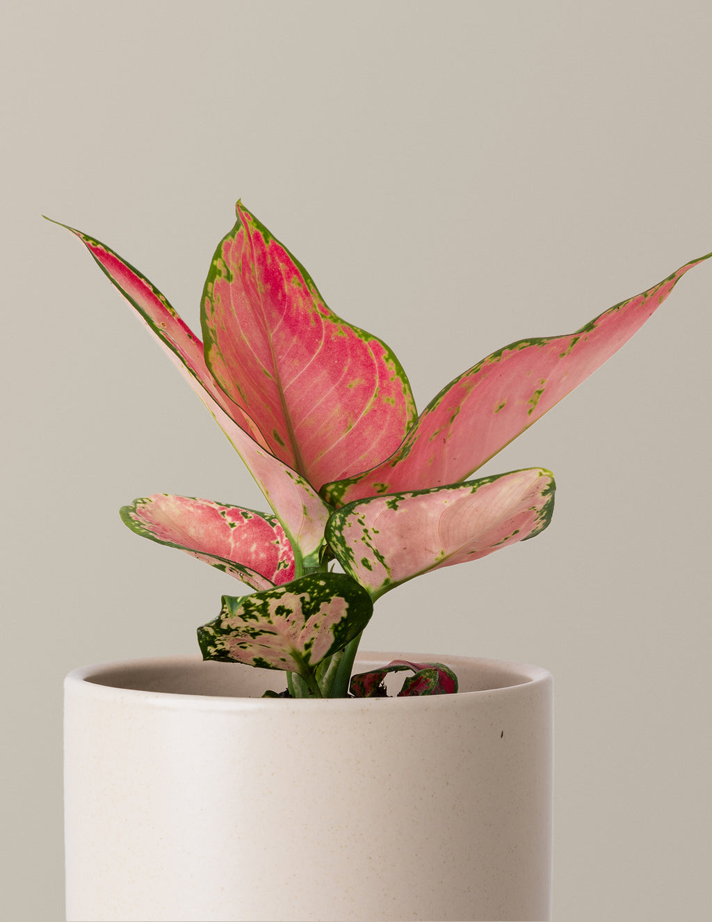 Aglaonema Beauty