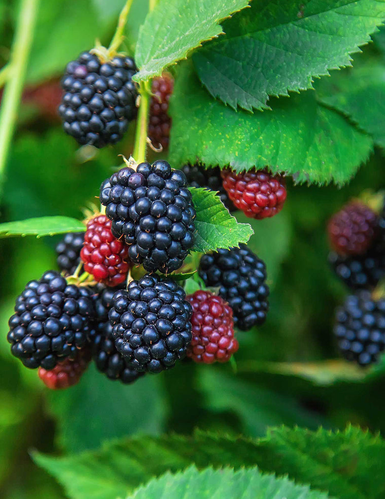 How to care for a Thornless Blackberry Bush