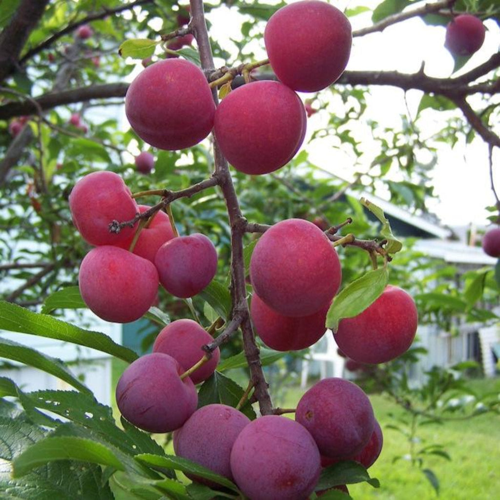 How to care for a Plum Tree