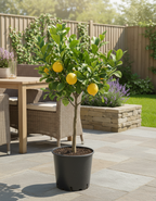 Meyer Lemon