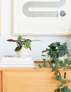 Red Prayer Plant