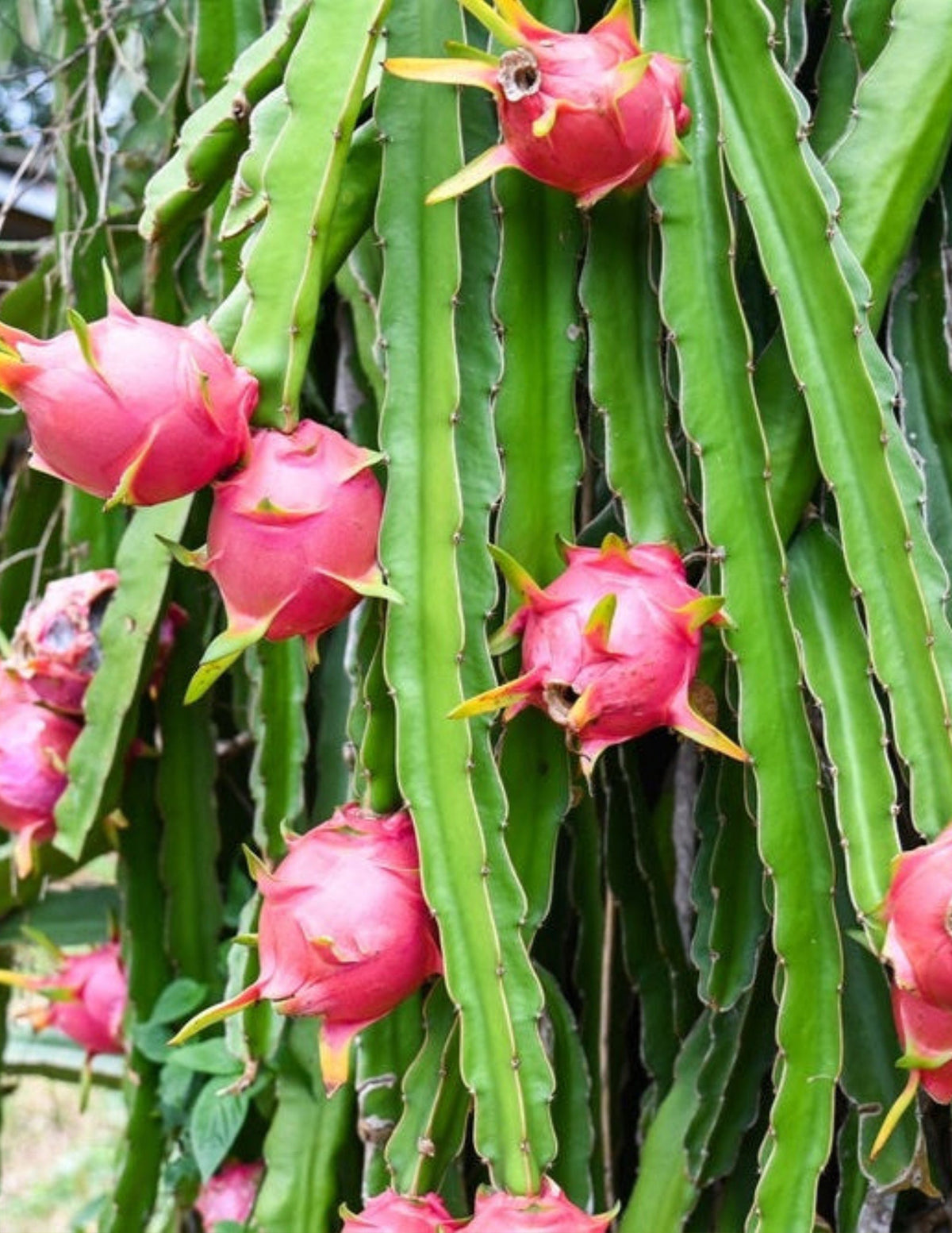 files/White_Dragon_Fruit_1.jpg