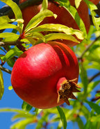 Wonderful Pomegranate Tree