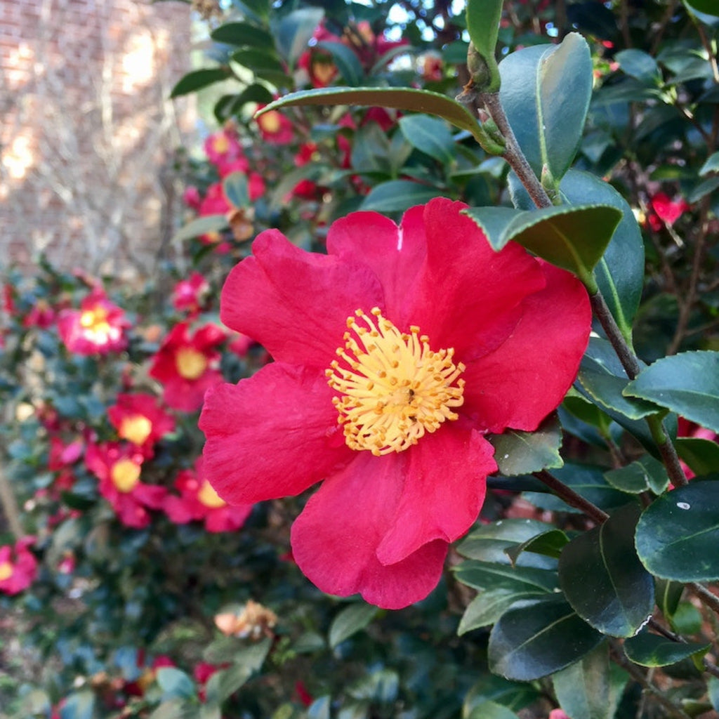 How to care for a Camellia
