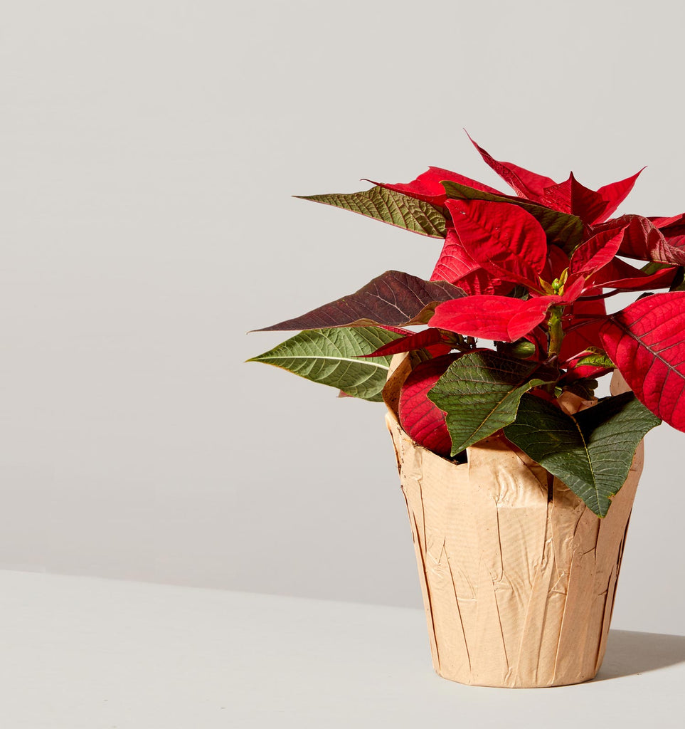 How to care for a Poinsettia