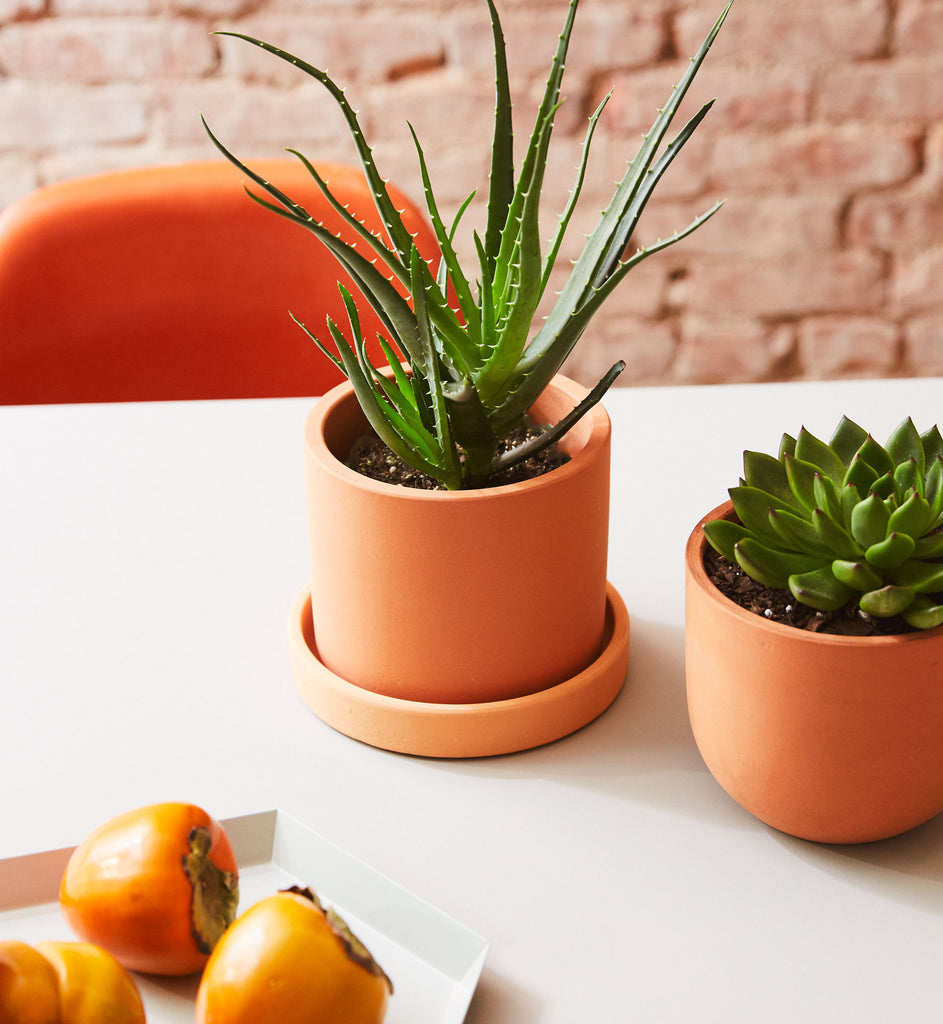 How to care for a Aloe