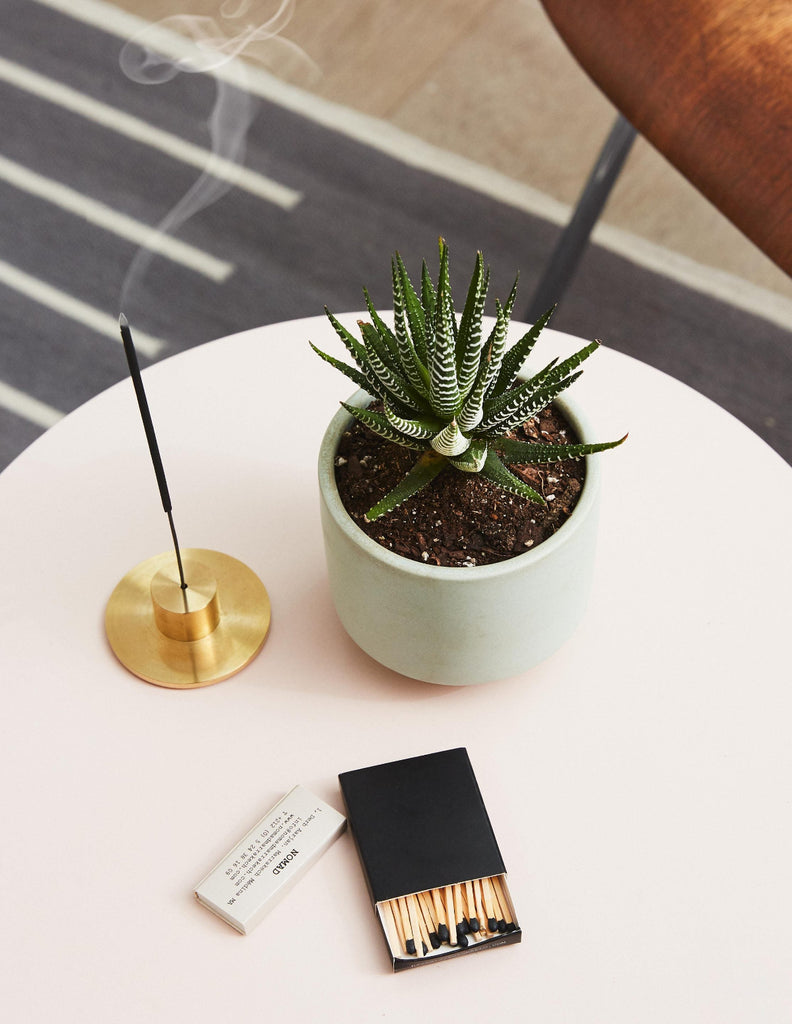 How to care for a Haworthia