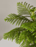 A bright green Norfolk Island Pine, an attractive, soft-needled houseplant.