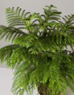 Norfolk Pine plant brings vibrant greenery and natural beauty to your indoor space.