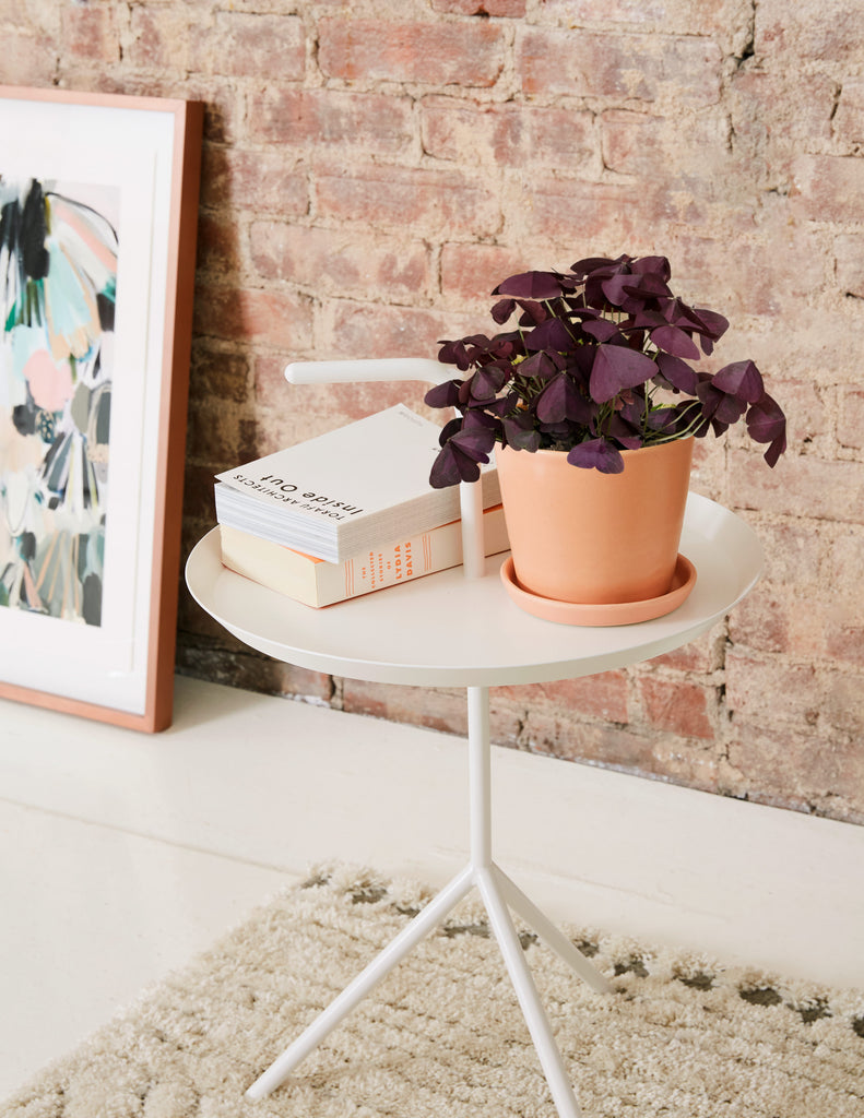 How to care for a Oxalis