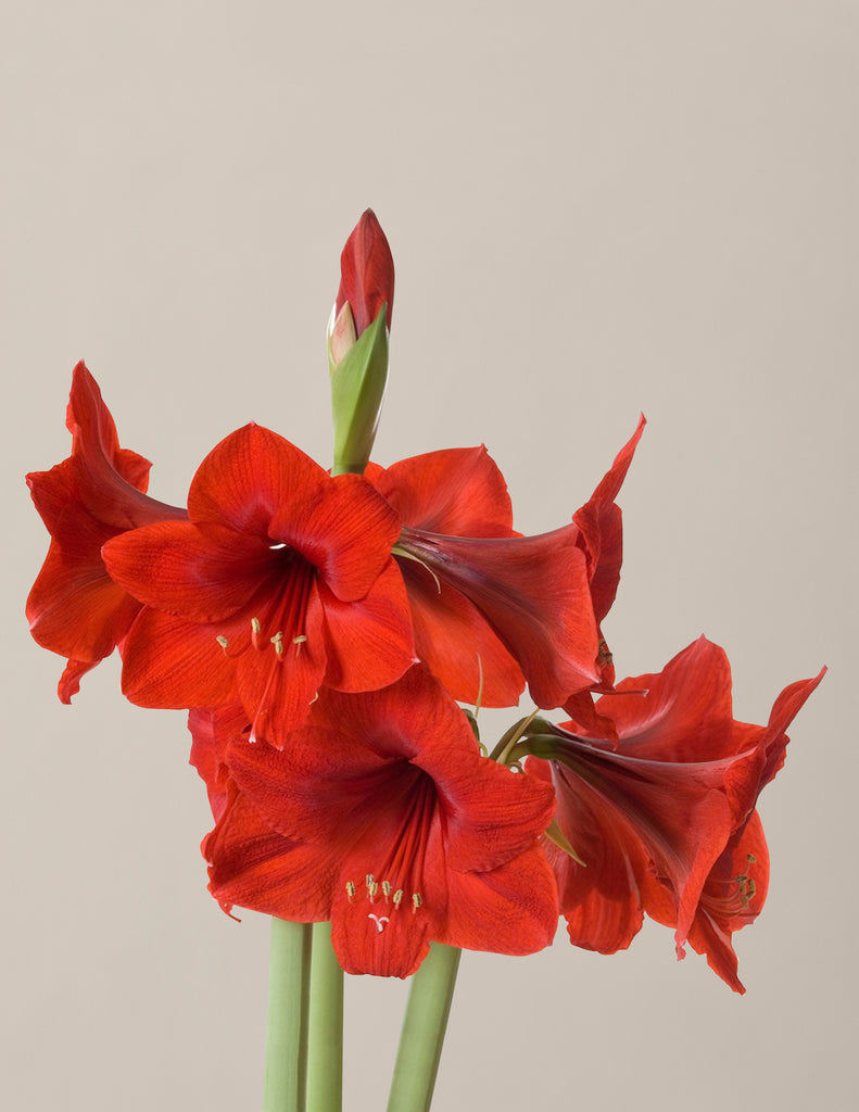 How to care for a Waxed Amaryllis Bulb
