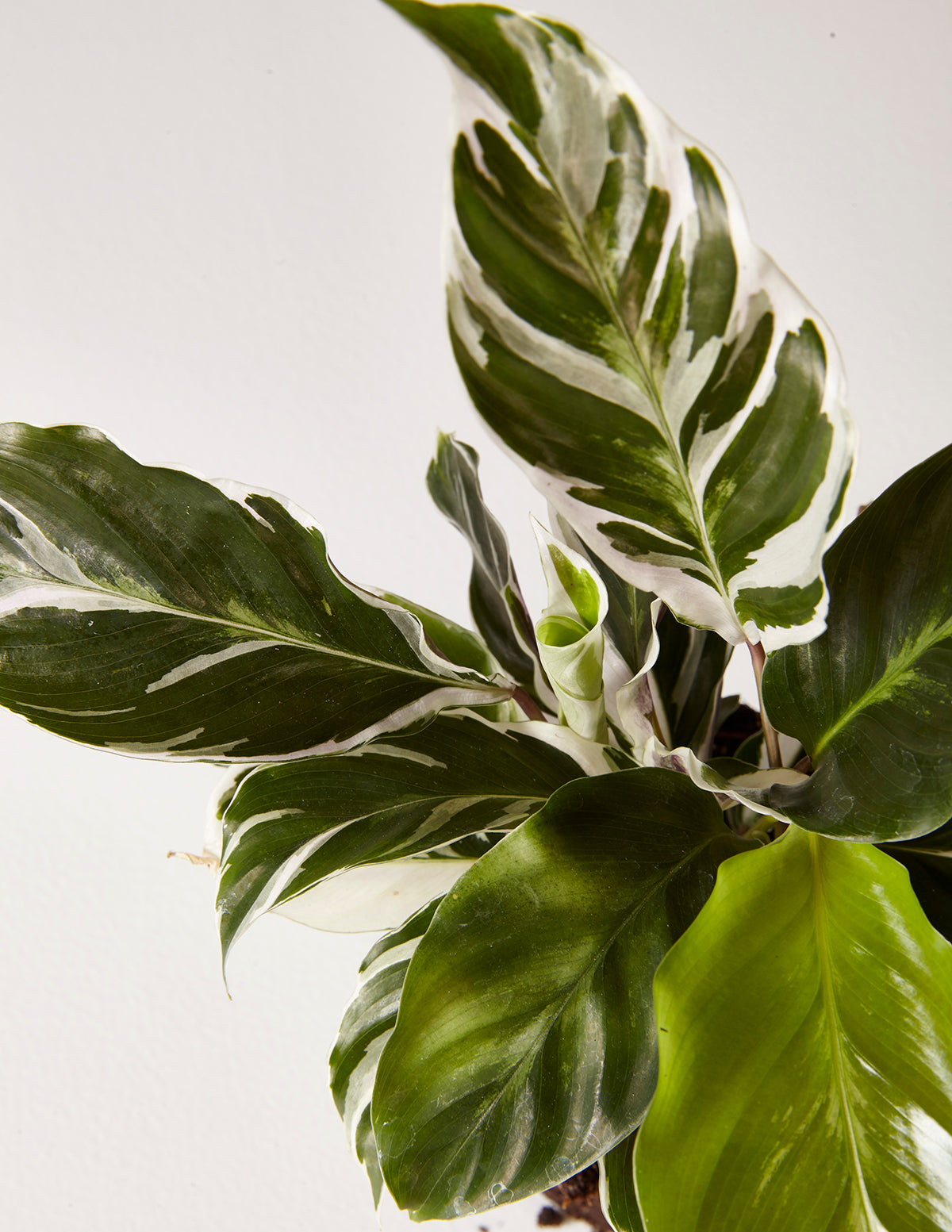 Calathea White Fusion