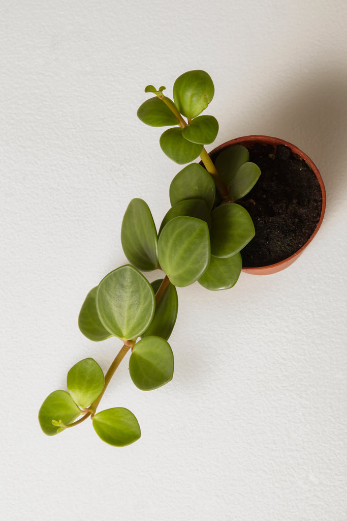 How to care for a Peperomia Hope