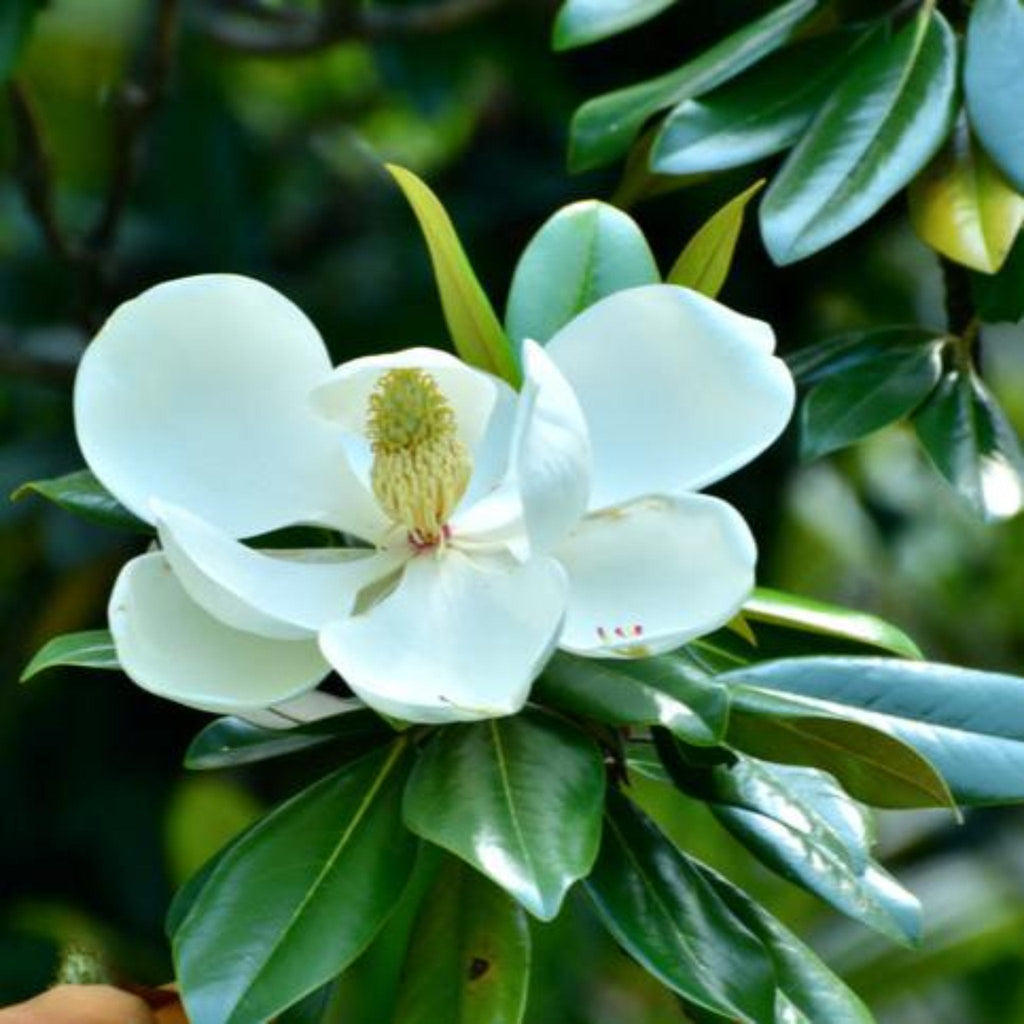 Teddy Bear Southern Magnolia flower