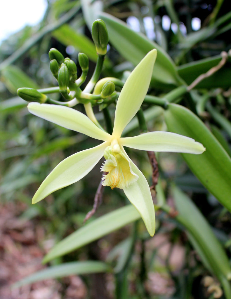How to care for a Vanilla Orchid
