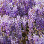 Blue Moon Wisteria