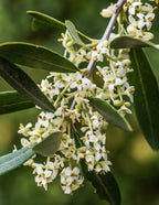 Koroneiki Olive Tree
