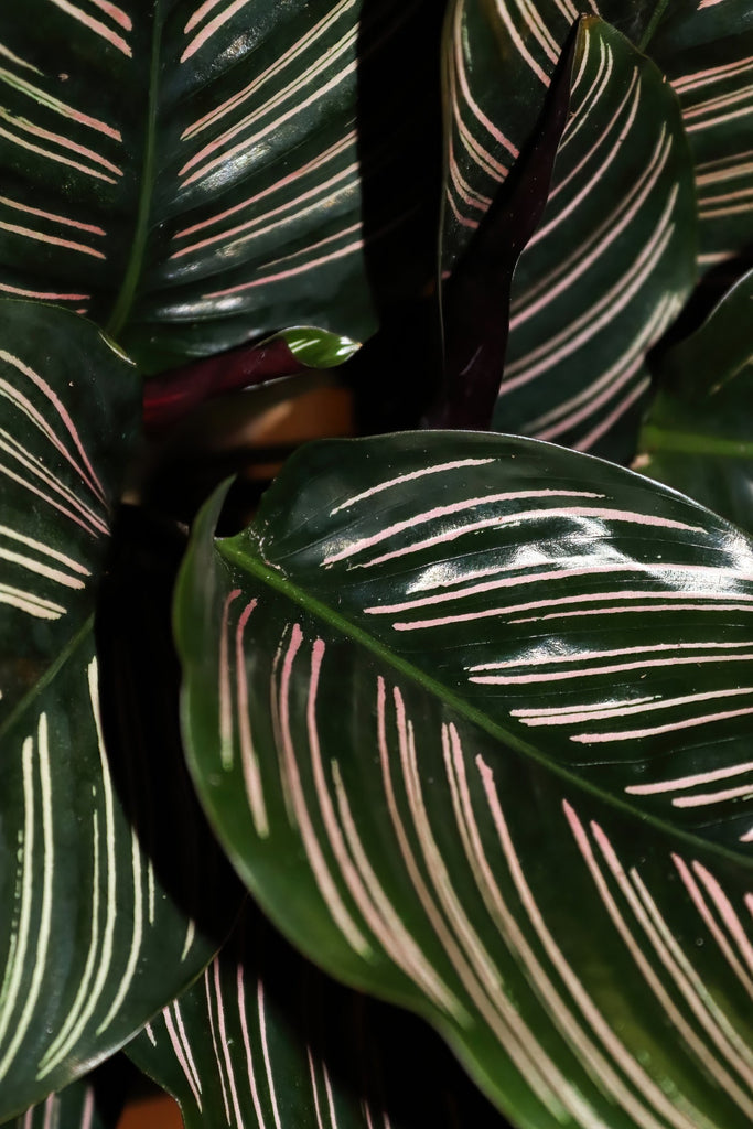 How to care for a Calathea Ornata