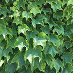 Green Showers Boston Ivy