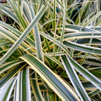 Carex Feather Falls™