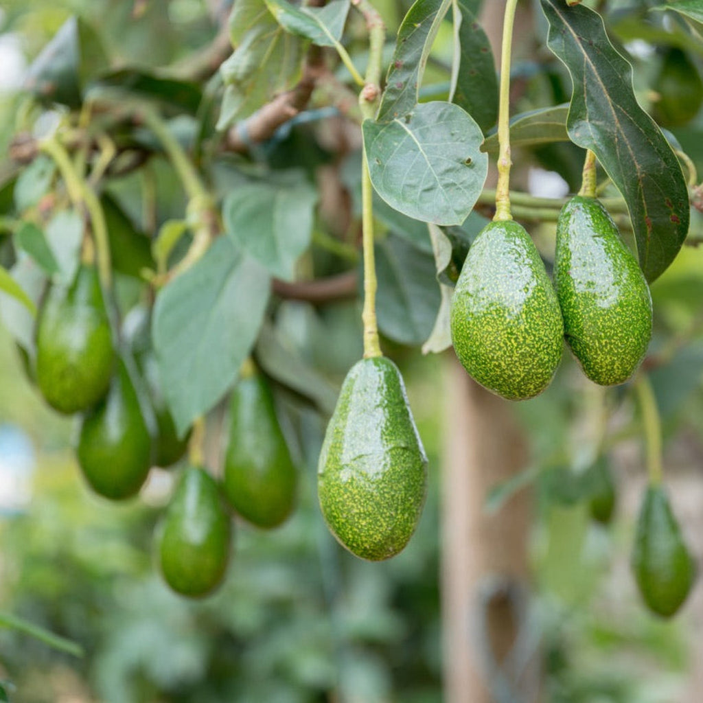 How to care for a Avocado Tree