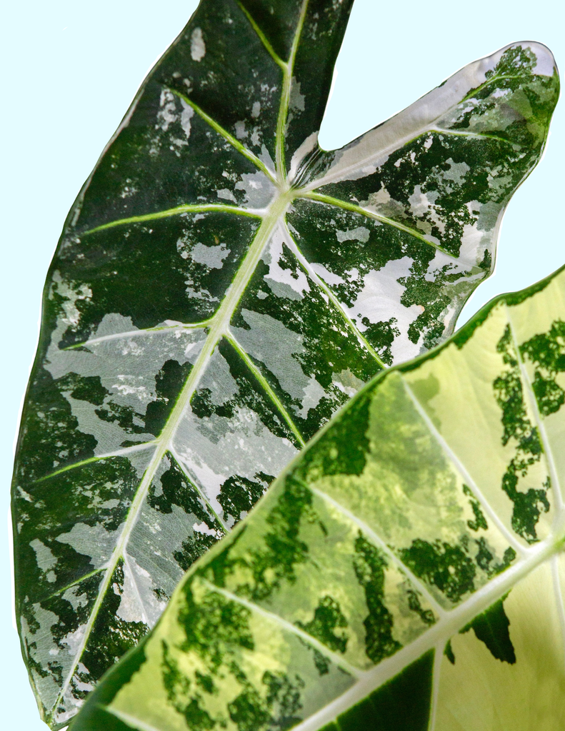 How to care for a Alocasia Frydek Variegated