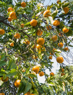 Owari Satsuma Tree